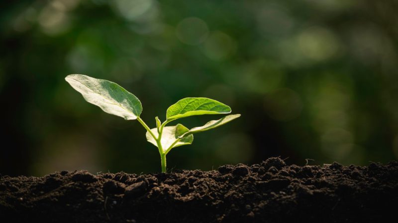 Photo of young plant growing; Aconabolics