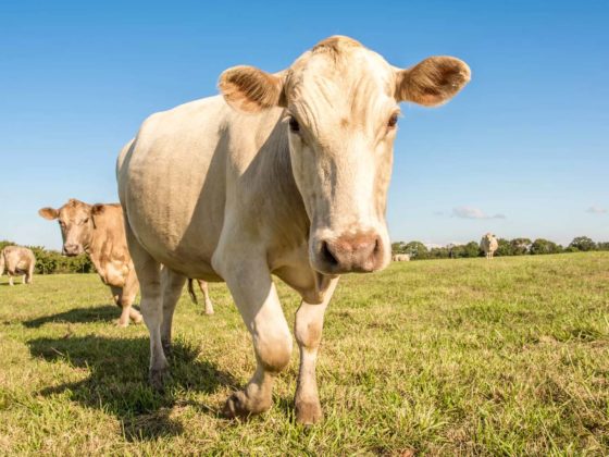 Cow