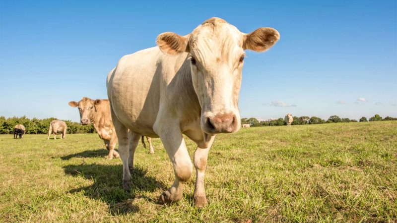 Cow
